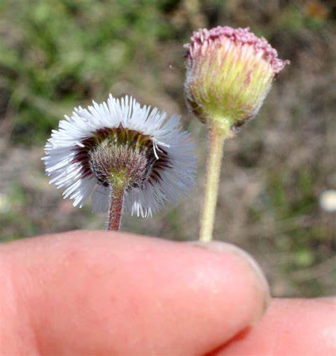 Corpus Christi fleabane