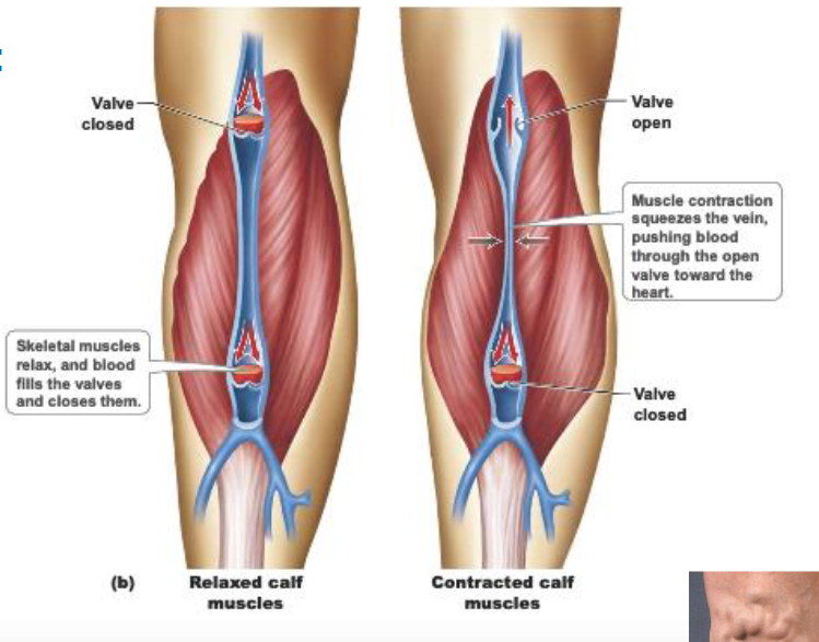 <ul><li><p><span><span>Blood is moved against gravity toward the heart by:</span></span></p></li><li><p><span><span>Pressure gradient between left and right side of heart</span></span></p></li><li><p><span><span>Facilitated by:</span></span></p><ul><li><p><span><span>Expansion of the thoracic cavity during breathing (helps to keep blood moving against gravity, in the way that it's supposed to)</span></span></p></li><li><p><span><span>Contracting skeletal muscles (as they relax and contract, that can help move blood flow against gravity)</span></span></p></li><li><p><span><span>Valves (prevent blood flowing backwards)</span></span></p></li></ul></li></ul><p></p>