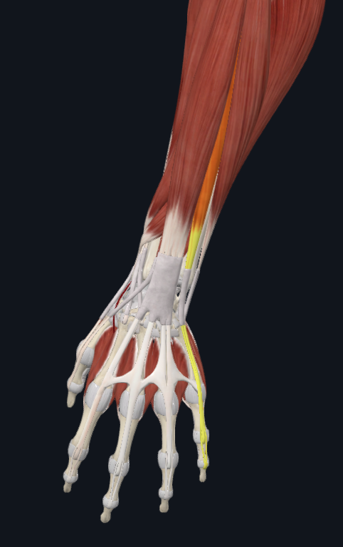 <p>What muscle is this</p>