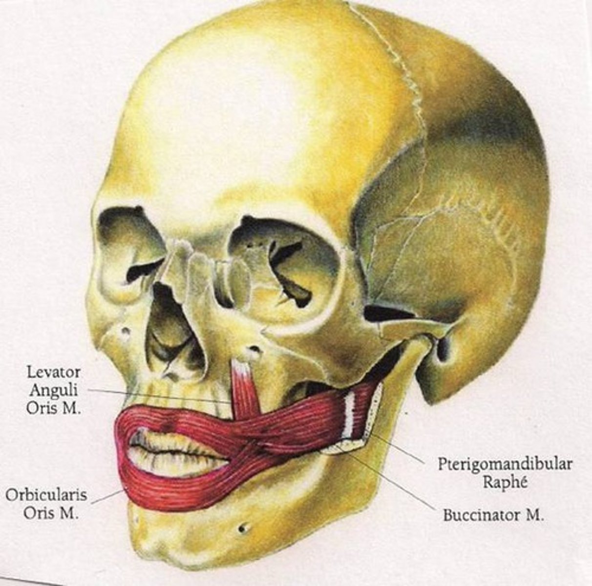 <p>muscles at angle of mouth</p>