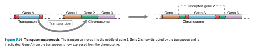 <ul><li><p>when a transposon inserts itself into a gene, the gene is split into two parts and the sequence is altered- this essentially creates a mutation</p></li><li><p>this occurs naturally but can be used to create mutants in labs- transposons carrying antibiotic resistance genes are normally used so that cells that didn’t successfully recombine will be killed when cultured in antibiotics </p></li></ul><p></p>