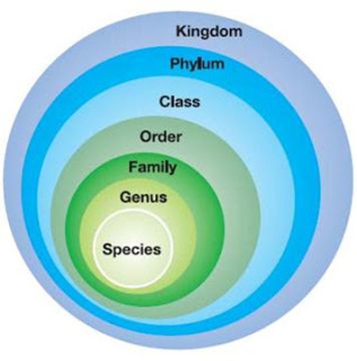 <p>The grouping of organisms based on common traits</p>
