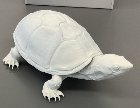 <p>Sternotherus odoratus</p><p>Stinkpot/Eastern musk turtle</p><p>Special concern</p><p>Family Kinosternidae</p><p>Carapace is keeled and highly domed</p><p>Carapace is tan, cream, olive, or black with black flecks</p><p>Plastron is small, creamy to black in colour</p><p>Hinge present on plastron</p><p>Skin colour may be pink, grey, light brown or black with light striping and dark flecks</p><p>Under chin there are small fleshy projections (tubercles)</p><p>Their hatchlings are the smallest worlds species</p><p>They walk on the bottom of lakes and stuff</p>