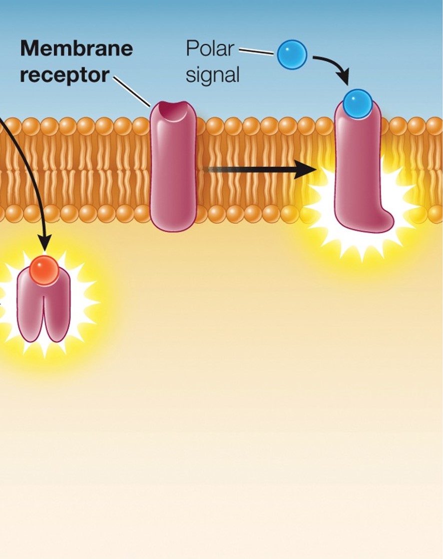 <p><span style="font-family: Calibri; color: rgb(116, 116, 116)">Distinguish the three types of membrane receptors in terms of the effect of signal binding</span></p>