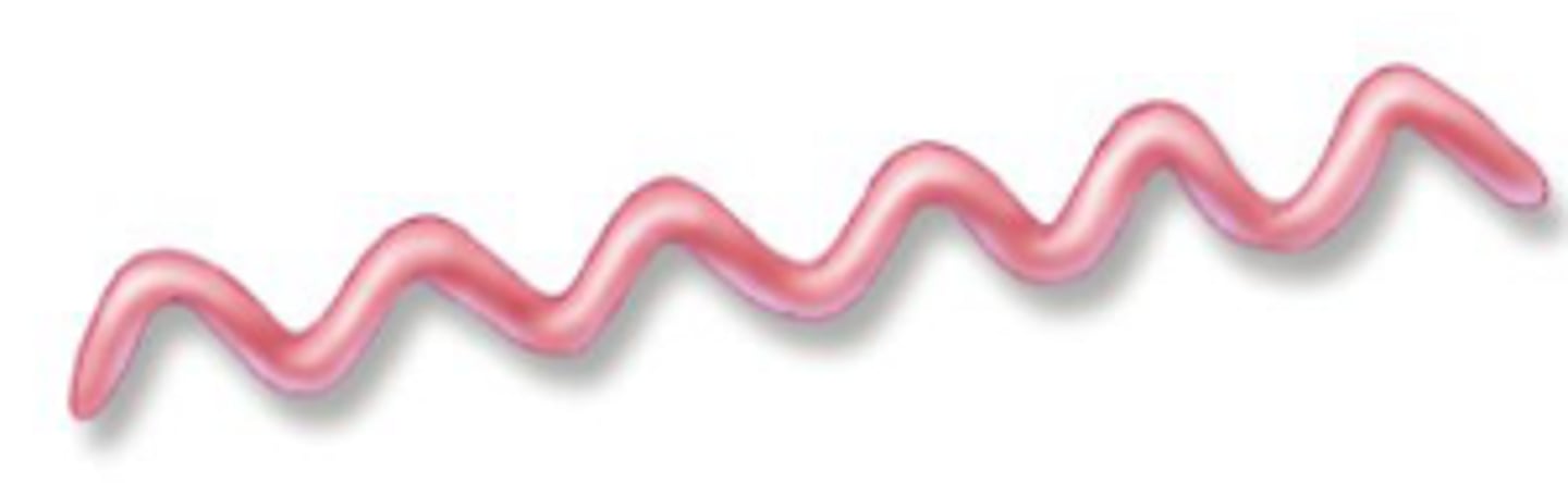 <p>spiral-shaped bacteria that have flexible walls and are capable of movement; corkscrew</p>