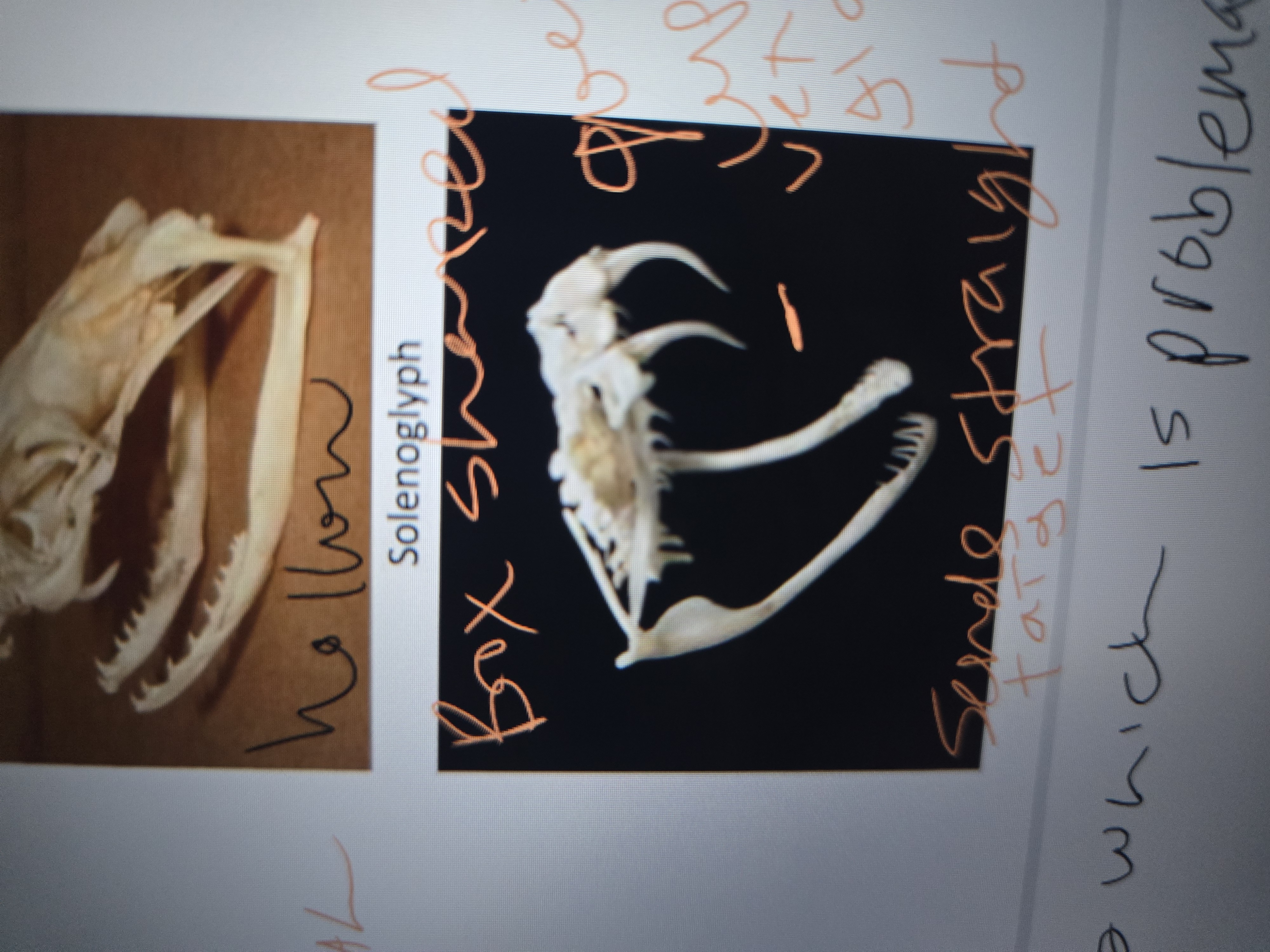 <p>Reduced maxillary, only bearing a hollow fang</p>