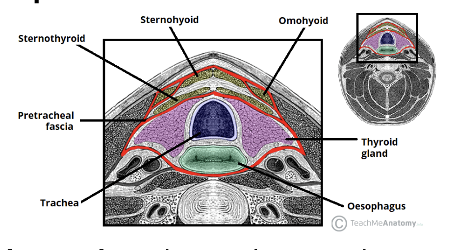 <ul><li><p>thyroid, larynx, pharynx, esophagus</p></li></ul>