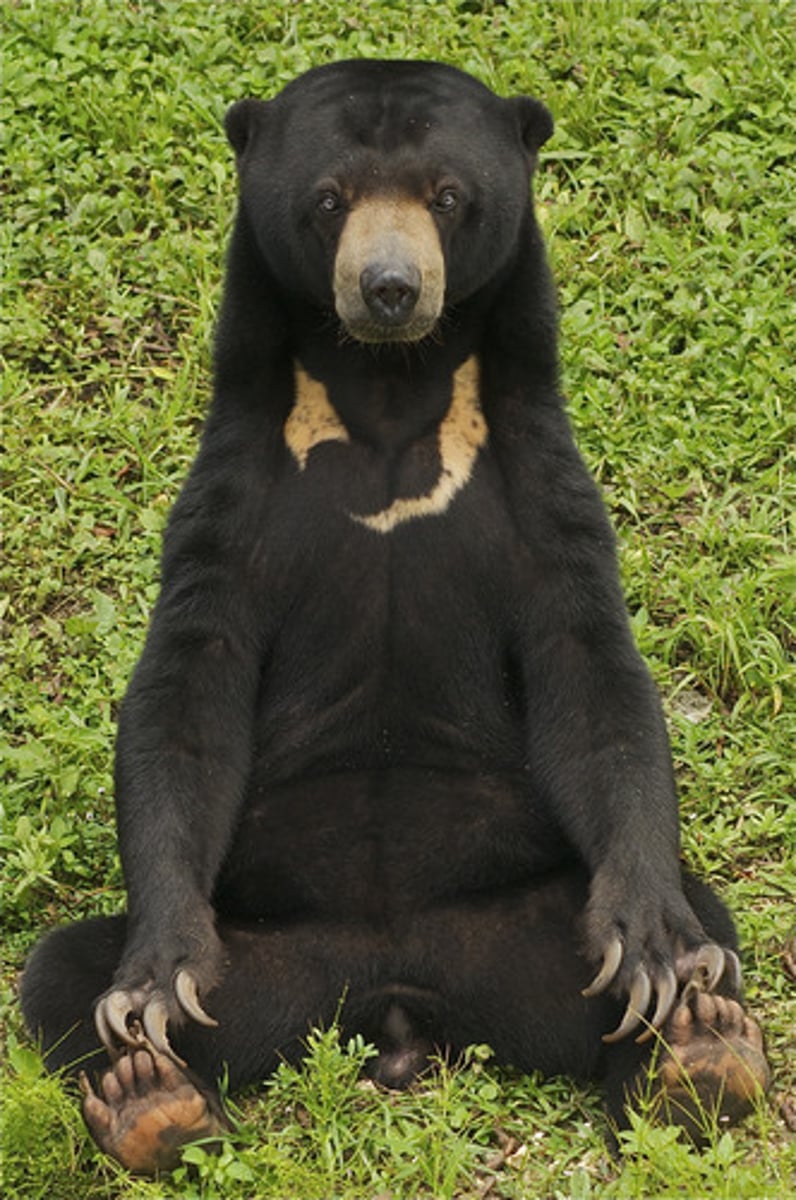 <p>small ears, short fur, small body</p>