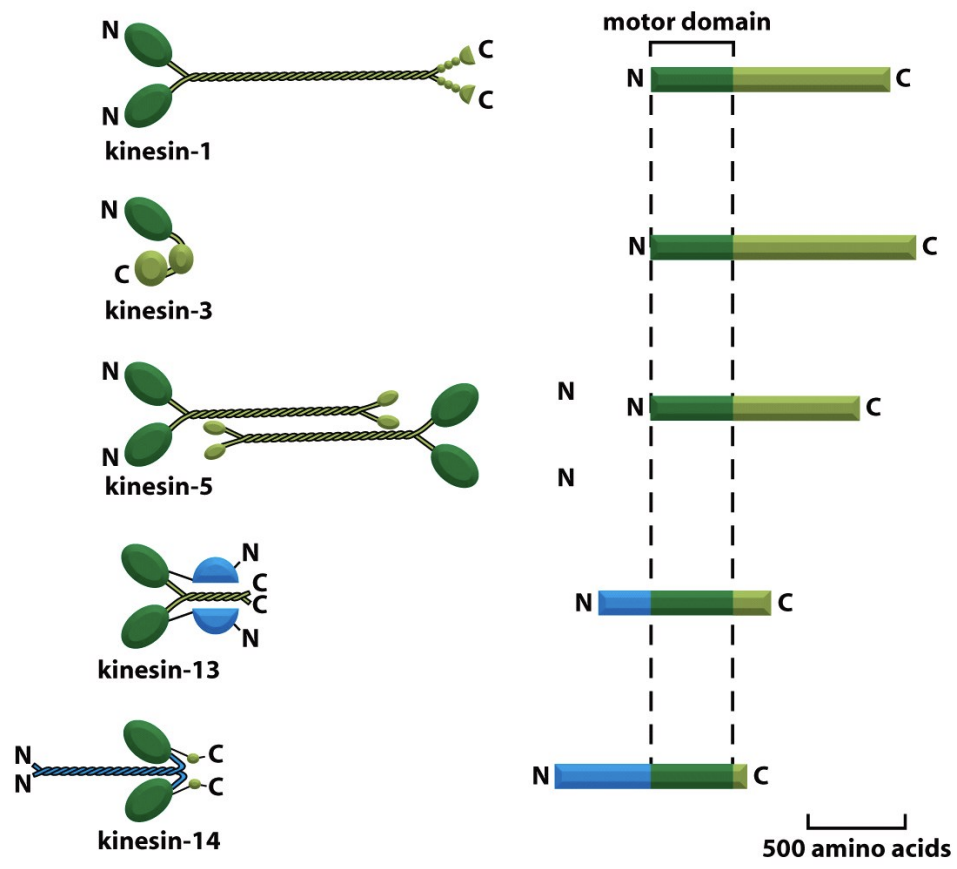 \
* have an internal motor domain (centrally located in the protein sequence). Kin-I Kinesins do not move along MTs, but bind MT ends and promote protofilament peeling. - Kin13 - depolarize ends