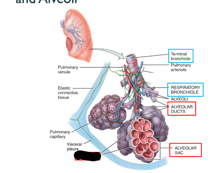 <p>What structure is this within the Lungs?</p>