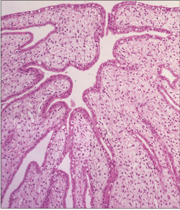 <p>Identify the structure:</p><p>Specie:</p><p>Stain used:</p>