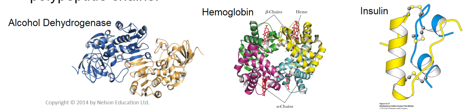 <ul><li><p>multi-subunit proteins may consist of identical/non-identical polypeptides held together cov/non-cov</p></li><li><p>diff subunits may arise from multiple genes/due to post-translational cleavage of precursors</p></li><li><p>larger macromolecules can also form due to interactions btwn polypeptide chains</p></li><li><p>very complex</p></li></ul>