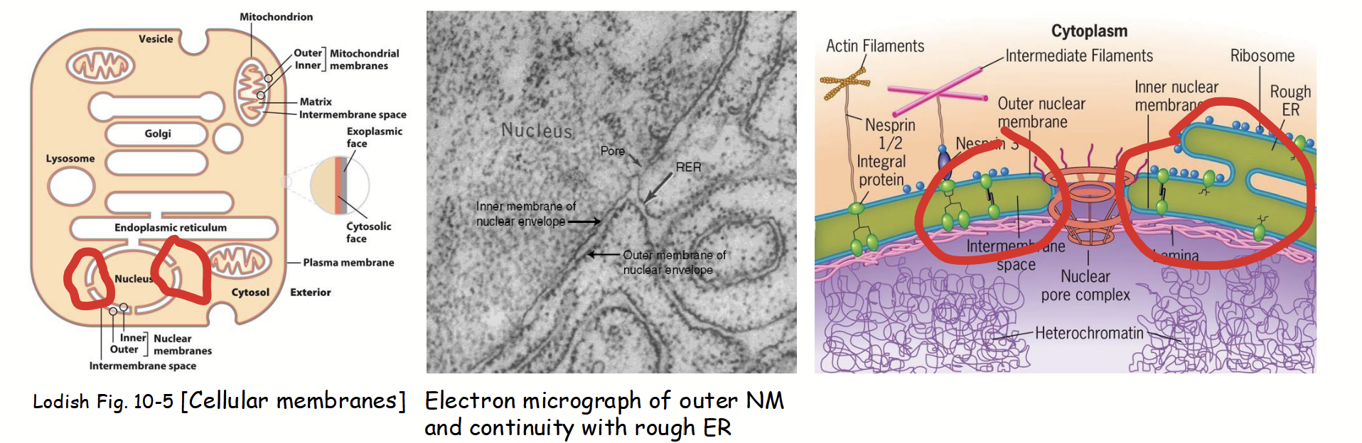 <p><strong><u>Part of the nuclear membranes that is continuous with the rough endoplasmic reticulum (RER).</u></strong></p><ul><li><p><strong>Ribosomes attached</strong> to cytoplasmic surface (functionally similar to RER).</p></li><li><p><strong>Nuclear envelope envelope lumen is continuous with ER lumen.</strong></p></li></ul><p></p>