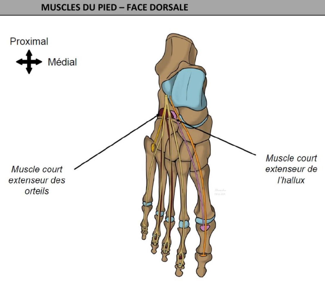 <p>MUSCLES INTRINSEQUES PIED : pas sur la jambe</p><p>MUSCLE COURT EXTENSEUR ORTEILS : tendons pr orteils 2,3 et 4 (se terminent sur base de phalange moyenne)</p><p>MUSCLE COURT EXTENSEUR DE L’HALLUX : se terpine sur base phalange proximale hallux </p>