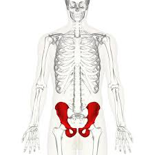 <p>what is the anatomical name for this part?</p>
