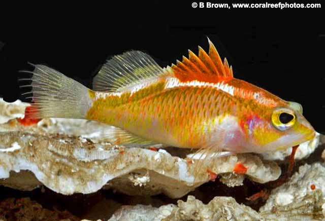 <p>Reddish color dorsally then paler ventrally </p><p>The lateral line runs close to dorsal fin base</p><p>tall, spiny dorsal reddish orange </p><p>soft dorsal caudal and anal fins that are all a whitish yellow</p><p>cheeks are dull orange</p>