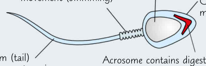 <p>-haploid nucleus </p><p>-cell plasma membrane </p><p>-acrosome=contains digestive enzymes to break down the eggs zona pellucida and enable to sperm to penetrate the egg</p><p>-mitochondria=provide energy for tail movement </p><p>-flagellum=allows sperm to swim towards egg cell</p>