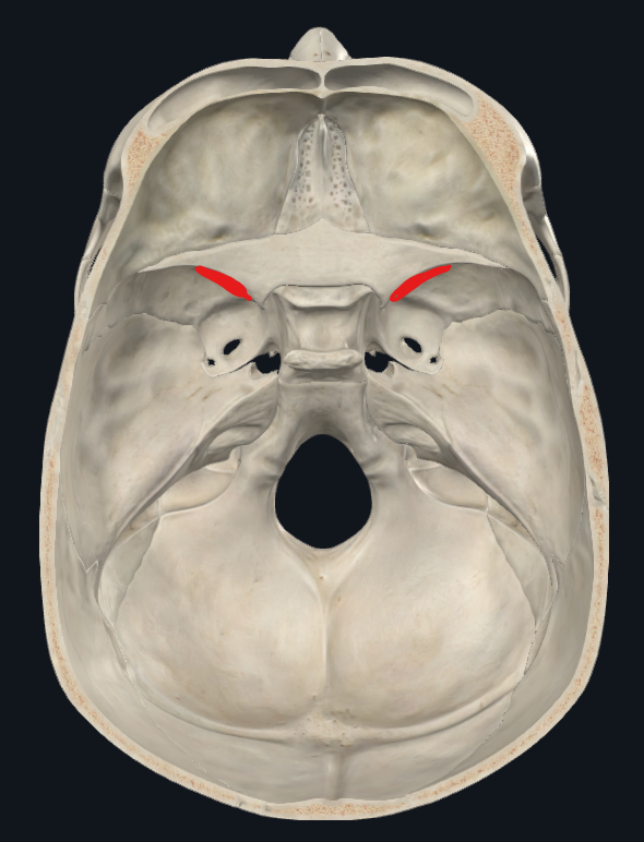 <ul><li><p>Fosa craneal media</p><p>Fisura orbitaria superior</p></li></ul><p></p>