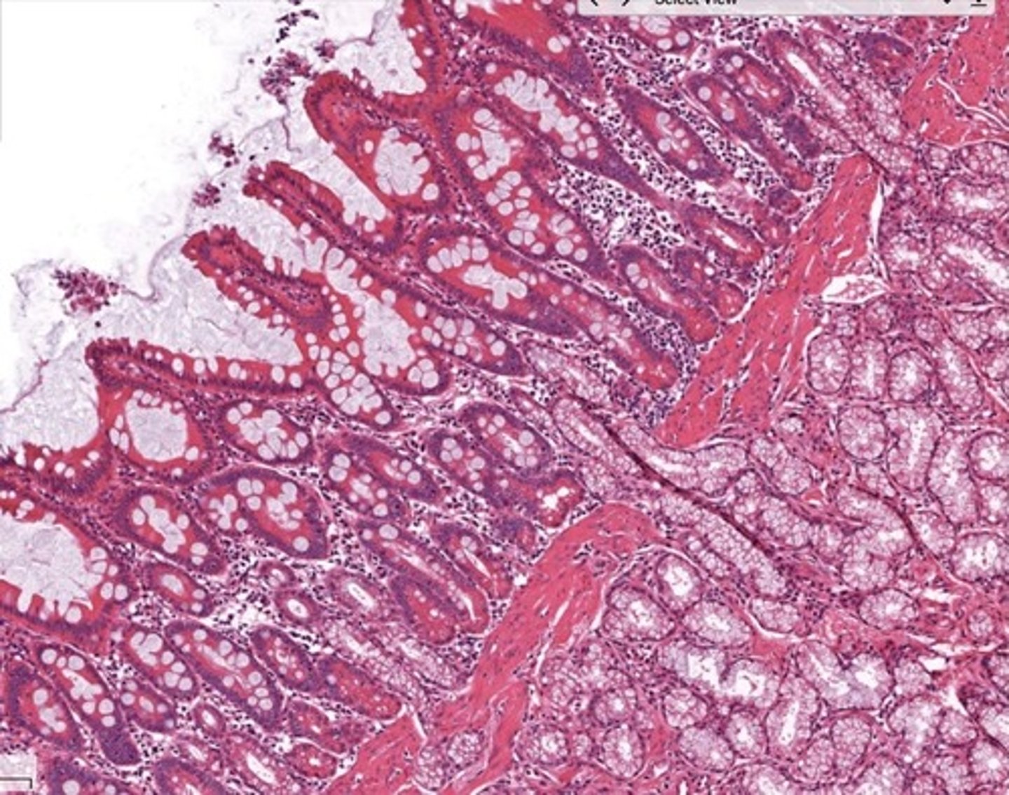 knowt flashcard image