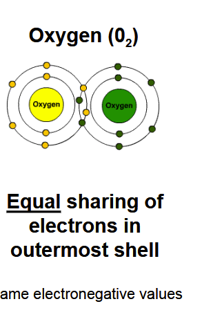 <p>A covalent bond in which electrons are shared equally between atoms with similar electronegativity values.</p>