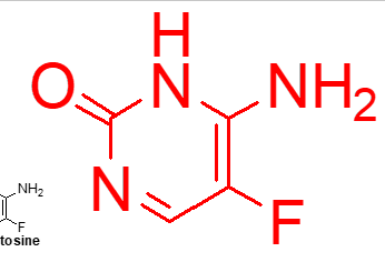<p>what important (flucytosine);</p>