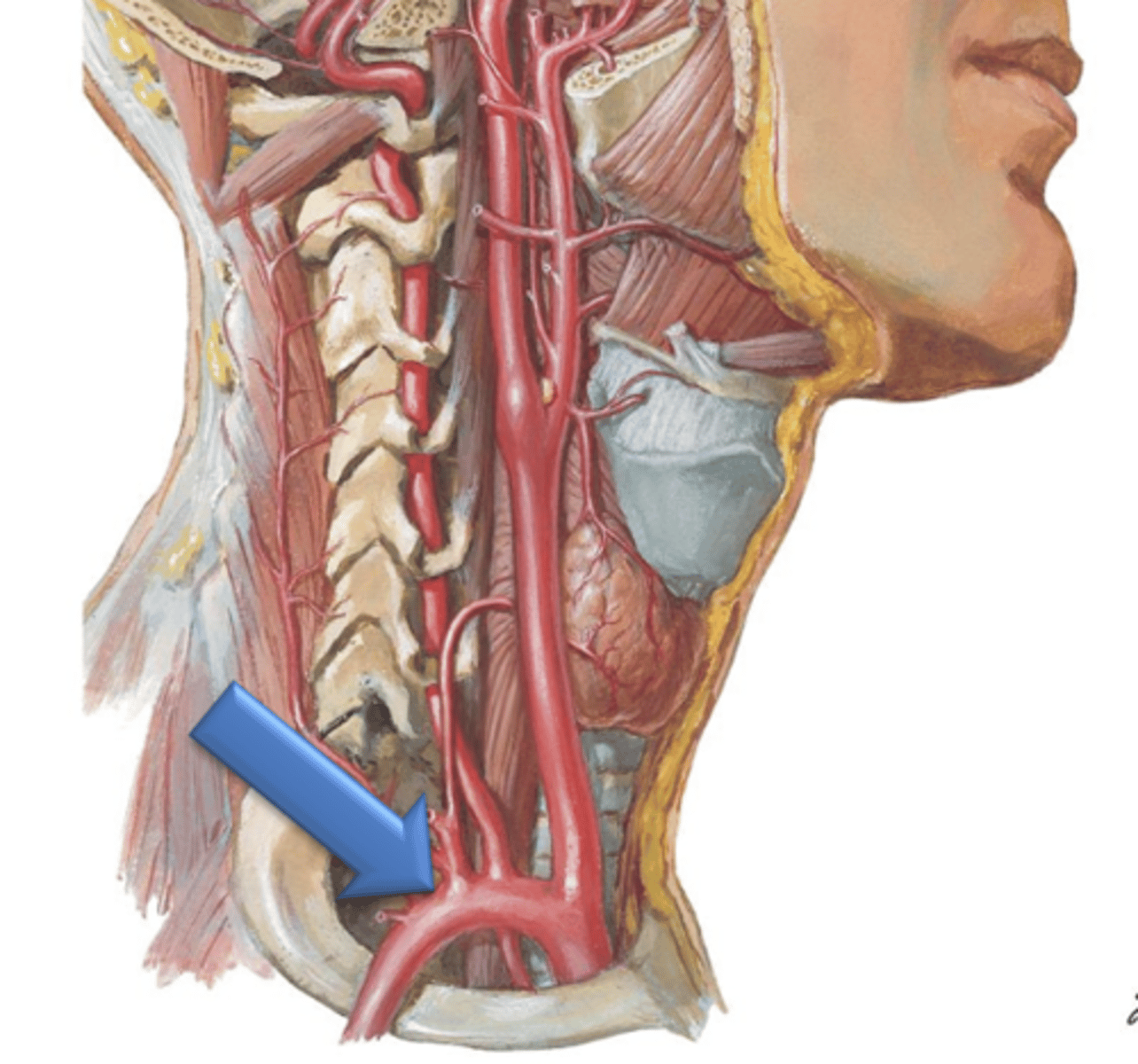 <p>The left and right ___ ___ course between the clavicles and first ribs.</p>