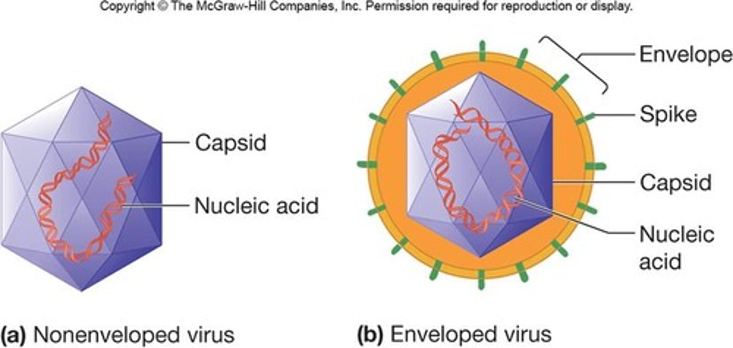 <p>- nucleic acid (DNA or DNA) surrounded by a protein coat (capsid)</p><p>- all viruses have this</p>