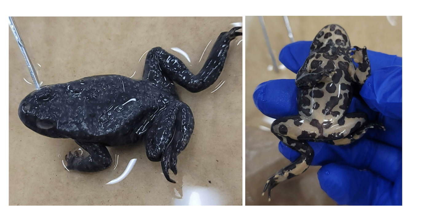 <p><span>Fire-bellied Toads</span><br><span>Europe, Asia</span></p><p><span>Bright orange or blue belly</span><br><span>in our specimens</span><br></p>