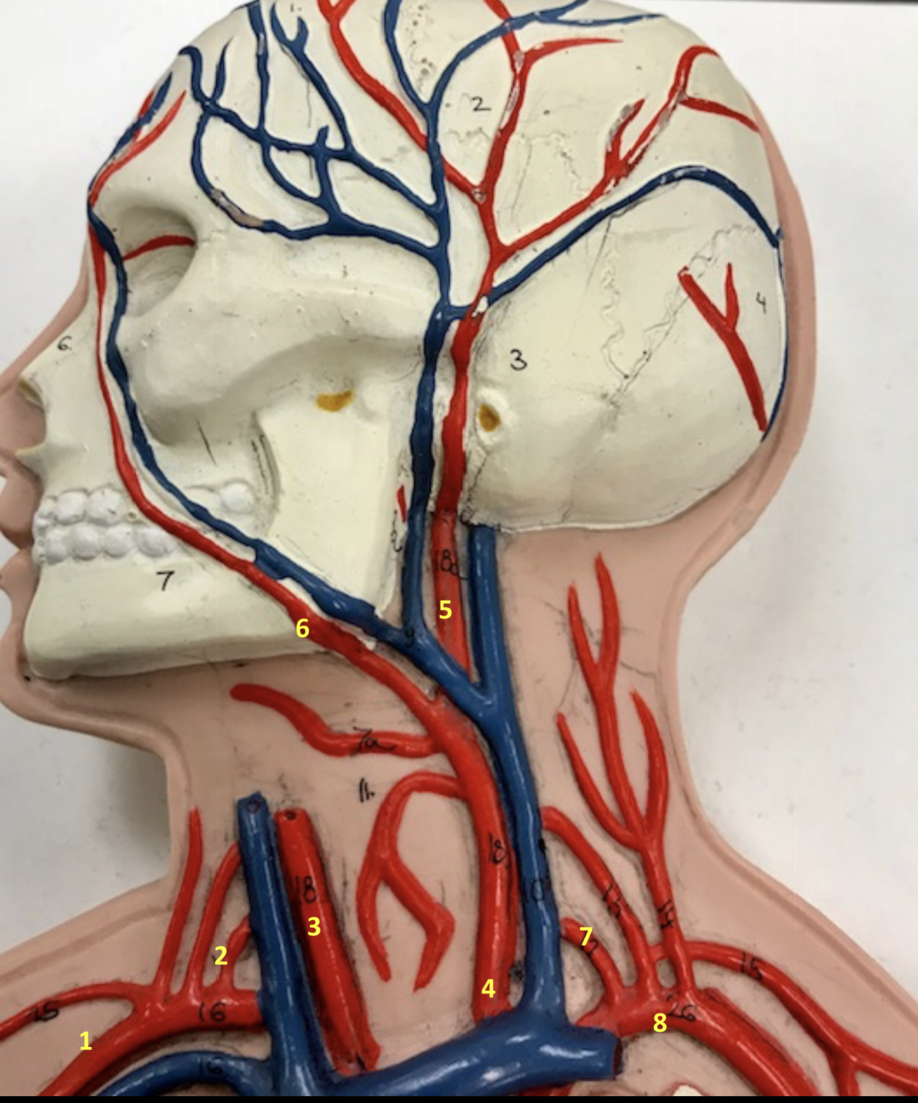 <p>Identify blood vessel 4</p>
