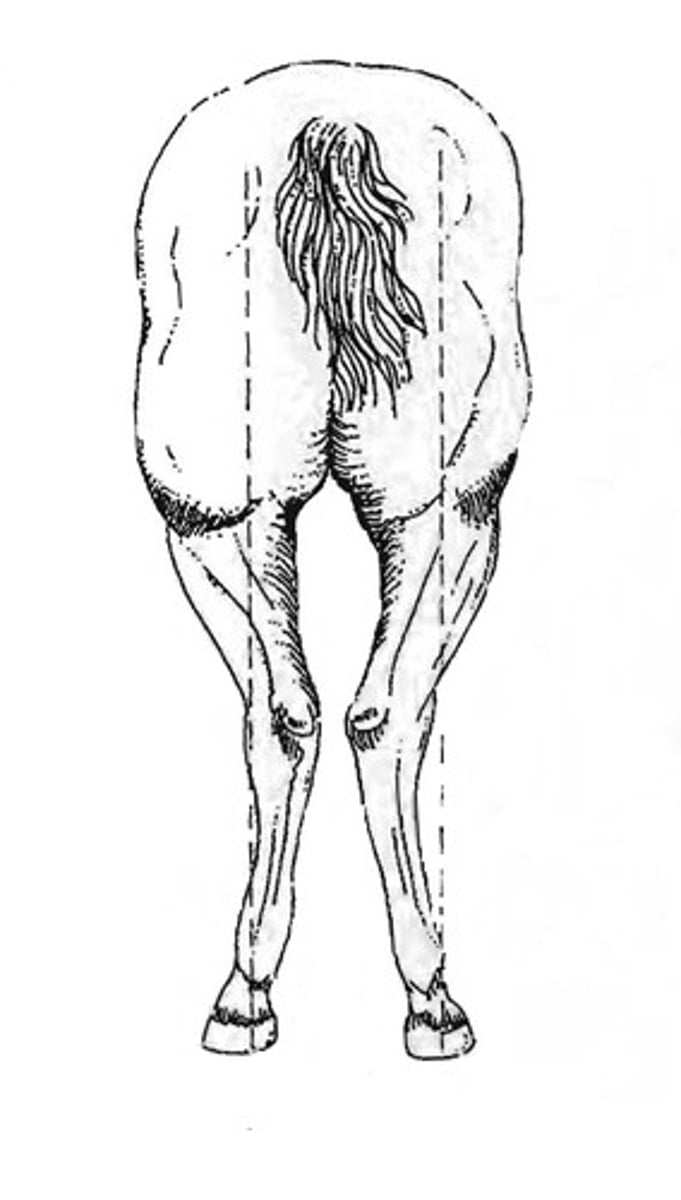 <p>Back</p>