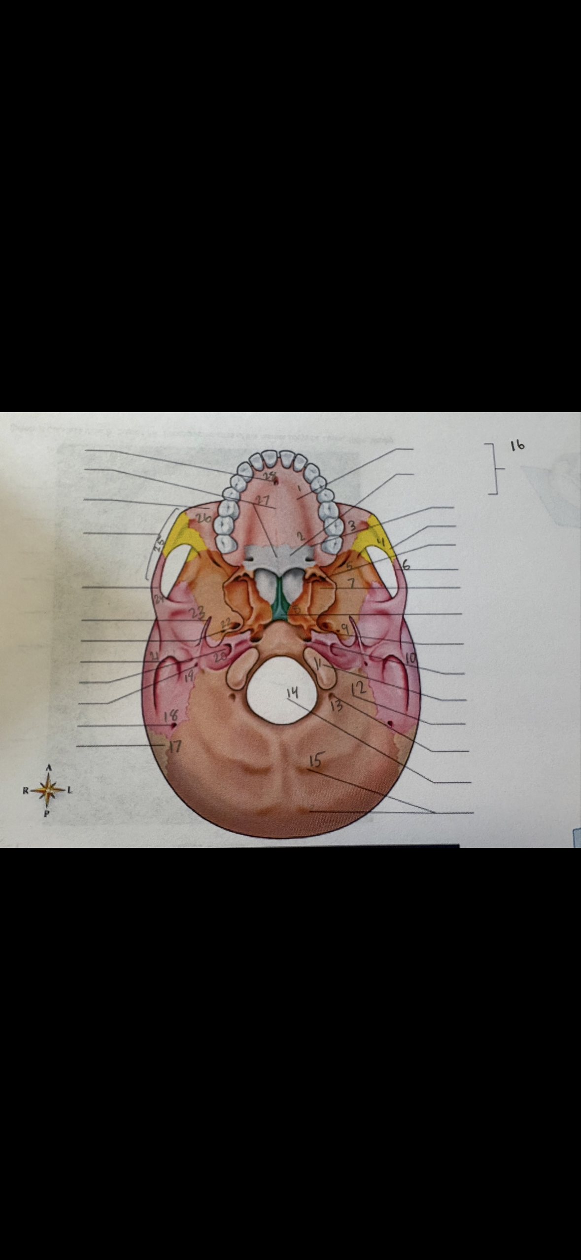 <p>21</p>