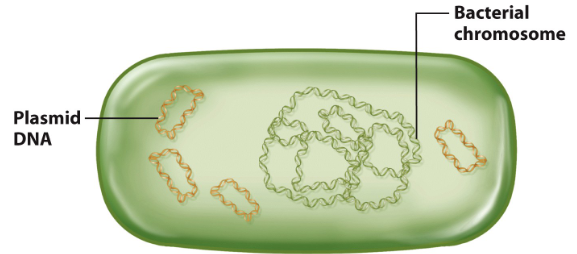 <ul><li><p><strong>single, covalently closed circular DNA molecule</strong></p></li><li><p><strong>nucleoid</strong>: condensation involving histone-like proteins into a structure</p></li></ul><p></p>