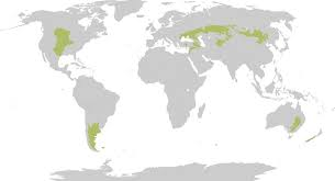 <p>higher latitudes (then savannahs)</p>