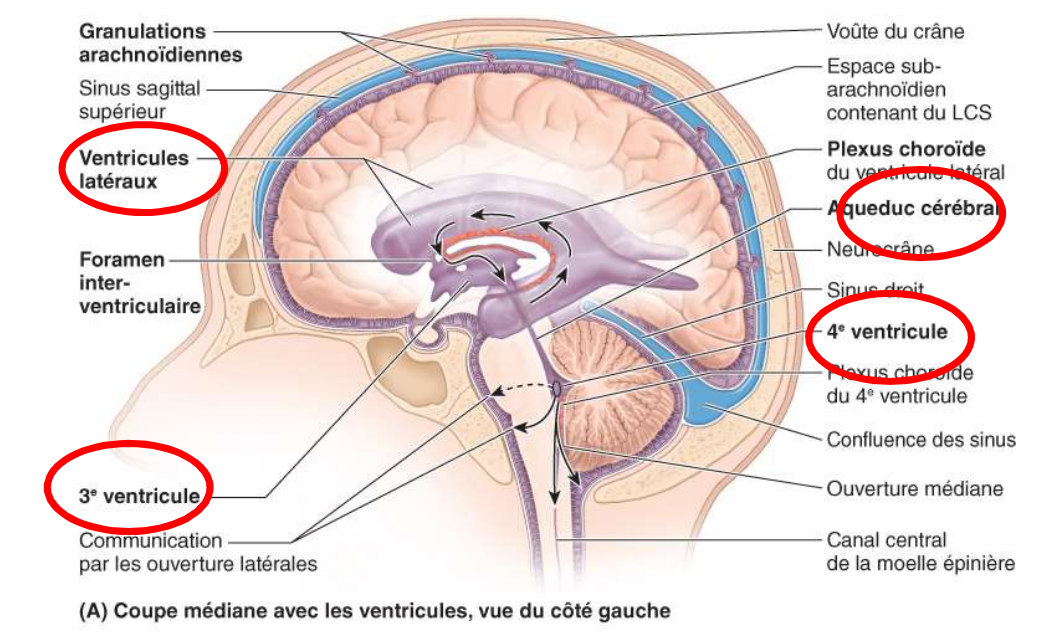 <p>2 ventricules latéraux</p><p>3e ventricule</p><p>4e ventricule</p>