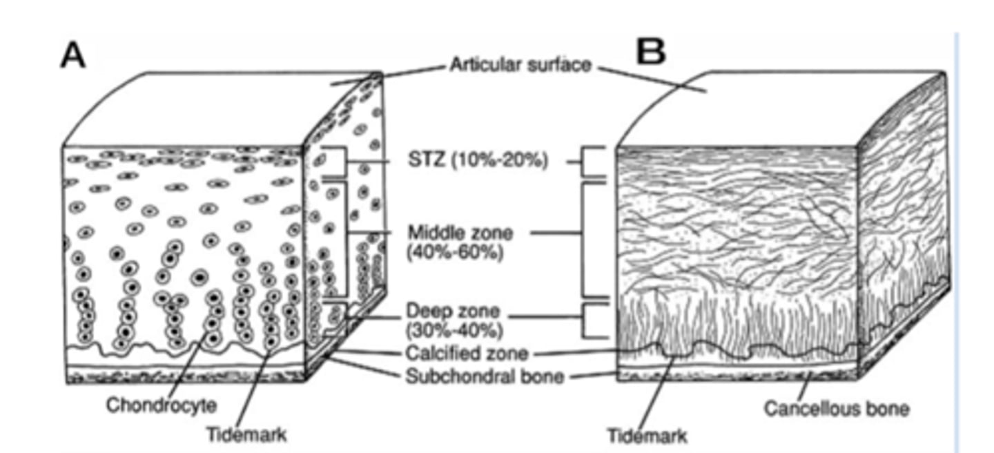 <p>1. Thick collagen fibers</p><p>2. High proteoglycan content</p>