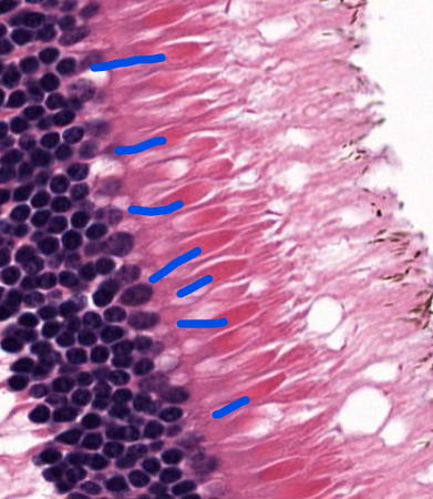 <p>cell type </p>
