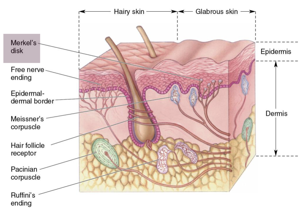<p>Small receptors in epidermis, common in fingers</p><p>Detect fine touch and pressure</p><ul><li><p>Small receptive field</p></li><li><p><strong><u>Slow</u></strong> adapting</p><ul><li><p>React to sustained deformations</p></li><li><p><strong>Best at static discrimination of shapes/textures</strong></p></li></ul></li></ul><p></p>