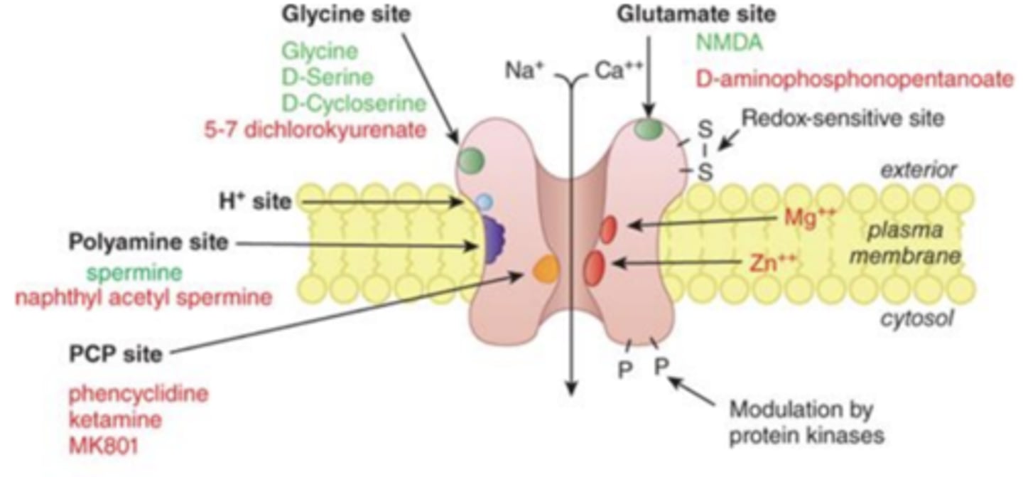 <p>primary endogenous excitatory signal</p><p>- increases the likelihood of action potentials firing </p>
