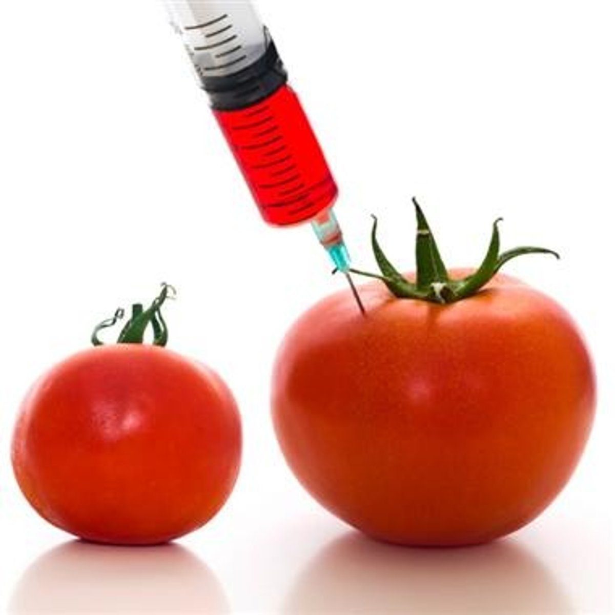 <p>organism whose genetic material has been altered using genetic engineering techniques</p>