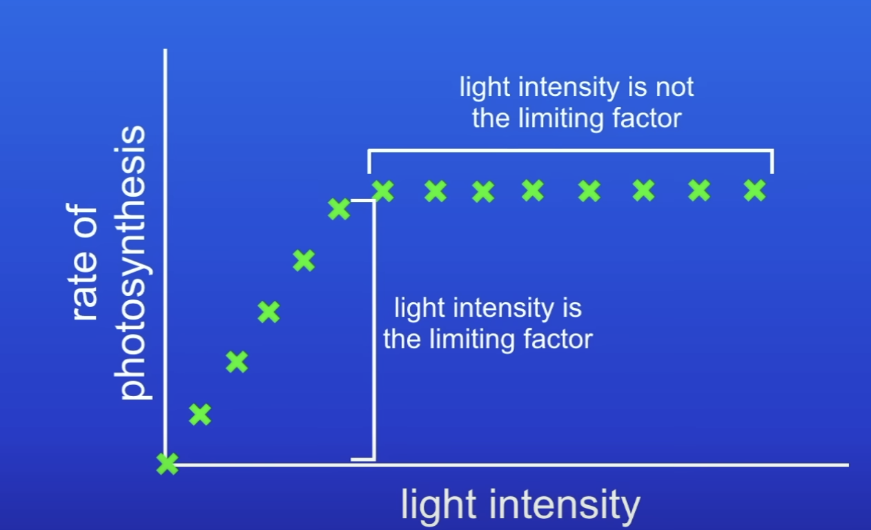 <p>On this graph, how do you know light was initially a limiting factor?</p>