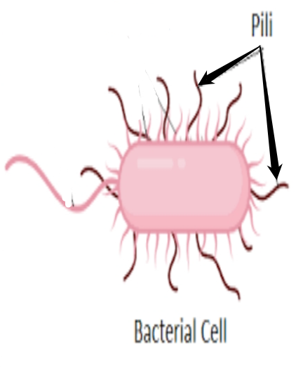 <p>- <strong>used to exchange genetic material</strong> during a type of reproduction called conjugation (transfer). <br>- <span style="font-family: Google Sans, Arial, sans-serif">short hair-like structures</span></p>