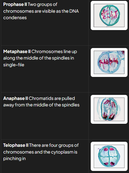 <ul><li><p>pII: single whole chromosomes visible</p></li><li><p>mII: single whole chromosomes lined up along equator of spindle in single file (at 90 degree angle to old spindle)</p></li><li><p>aII: centromeres divide and chromatids are being pulled to opposite poles</p></li><li><p>tII: nuclei forming around 4 groups of condensed chromosomes</p></li><li><p>c: cytoplasm dividing and 4 haploid cells forming</p></li></ul><p></p>