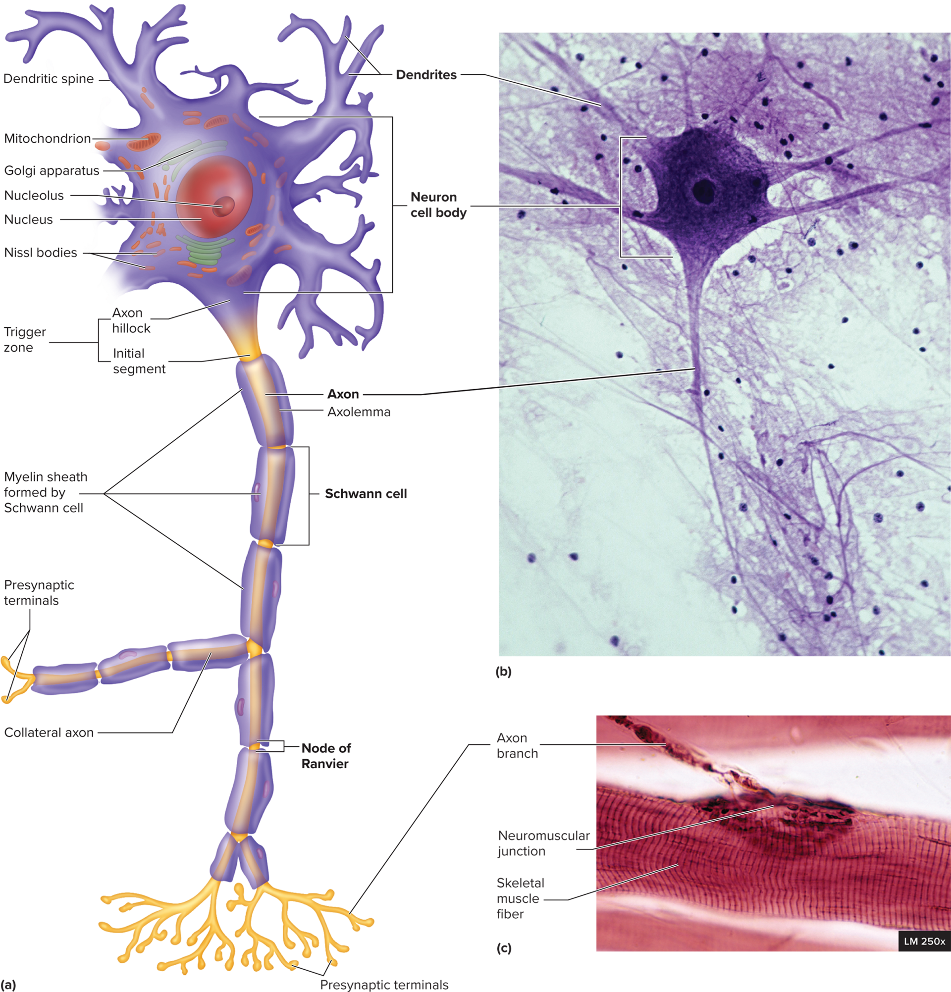 <p><strong>11.3: Cells of the Nervous System: Neuron Structure</strong></p><ul><li><p><span>Enlarged portion of the neuron containing the nucleus and other organelles</span></p></li><li><p><span>also called nerve cell body or <em>soma</em></span></p></li></ul><p></p>