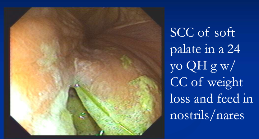 <ul><li><p>melanoma at commissures </p></li><li><p>squamous cell carcinoma </p></li><li><p>less common </p><ul><li><p>bone tumors: benign types are ossifying fibroma, osteoma; osteosarcoma is rare but majority occur in the head </p><ul><li><p><strong>ossifying fibroma in foals/yearlings; </strong>usually mandibular; resection via hemi-mandibulectomy; radiation also </p></li></ul></li><li><p>primary dental tumors: odontoma, ameloblastoma </p></li></ul></li><li><p>tx and px depends on location and histological diagnosis </p></li></ul><p></p>