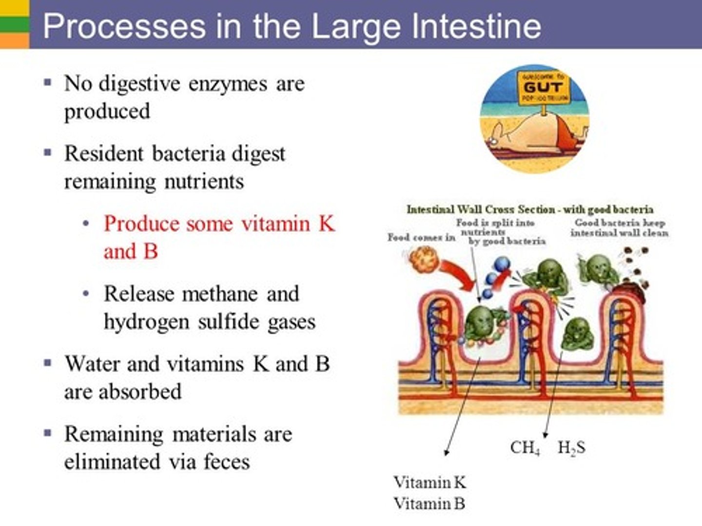 <p>(B) Some bacteria produce necessary compounds for humans, like Vitamins E and Biotin (B7).</p><p>Bacteria actually produce Vitamin K and B7 for humans in the human gut.</p>