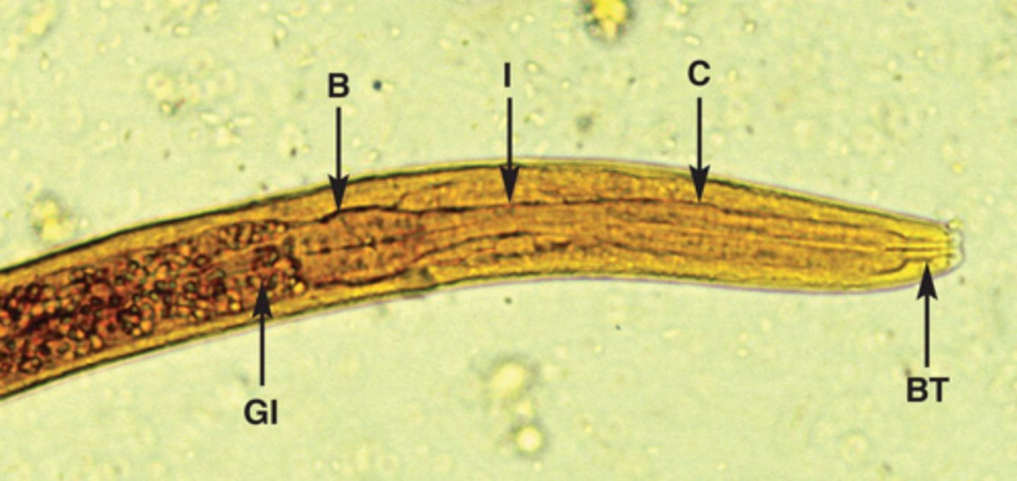 <p>What parasite is this if it is from a dog</p>