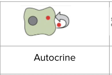 <p><span style="background-color: transparent; font-family: "Proxima Nova", sans-serif;"><span>A cell sends a signal to itself</span></span></p>