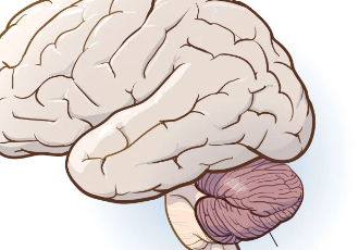 <p>2nd biggest area of the brain, controls balance and voluntary movement</p>