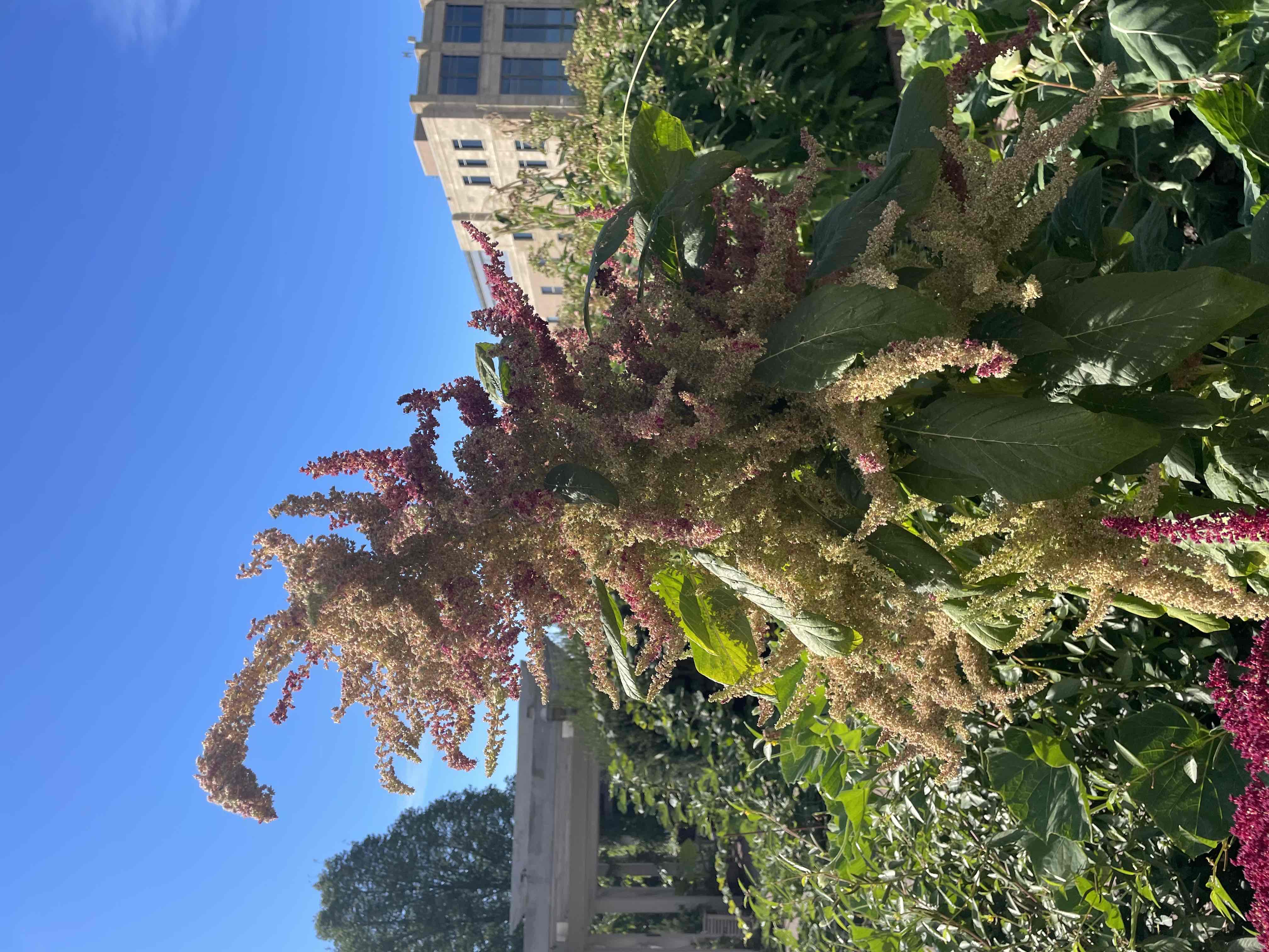 <p>Amaranthus cruentus</p>