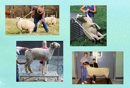 <ul><li><p>Catch and restrain sheep calmly and slowly.</p></li><li><p>Use corrals, chutes, or small pens to separate individuals.</p></li><li><p>A shepherd’s crook can catch sheep by the neck.</p></li><li><p>Restrain by pressing against a wall or straddling gently.</p></li><li><p>Halters are useful for treatment or inspection.</p></li><li><p>Never grab sheep by their wool—it causes pain and bruising.</p></li><li><p>A sheep chair holds the animal on its rump for easy access.</p></li><li><p>Trimming or blocking stands let you work comfortably without bending.</p></li></ul><p></p>